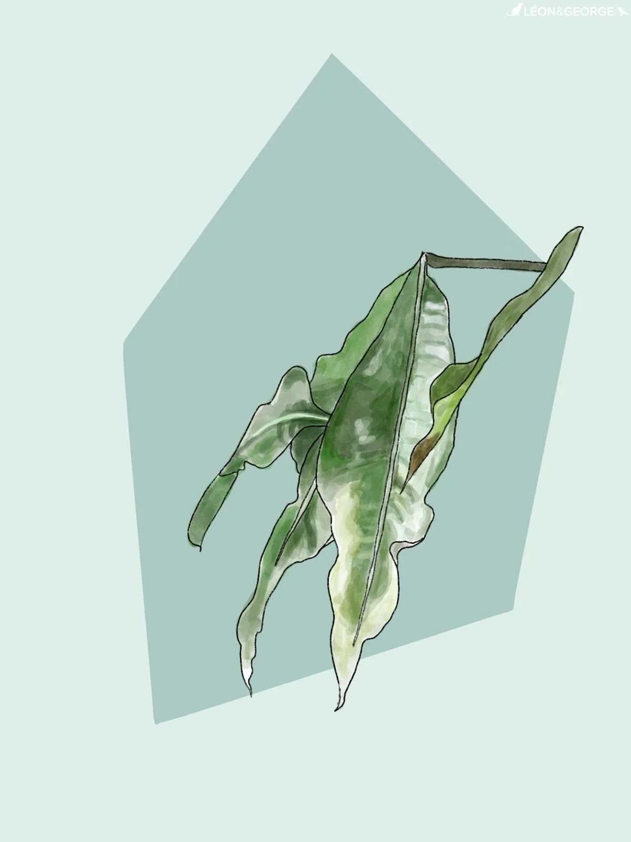 Braided Money Tree with wrinkling leaves