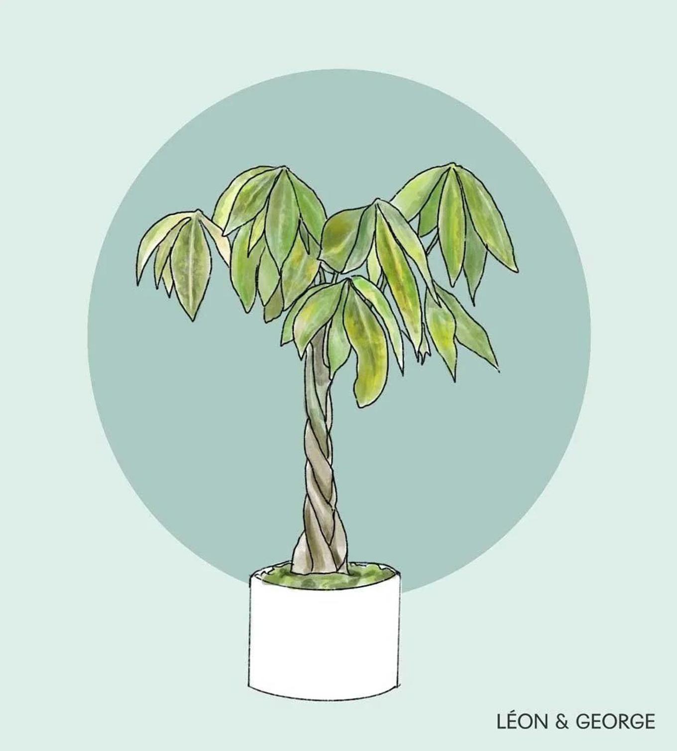Braided Money Tree with yellowing leaves