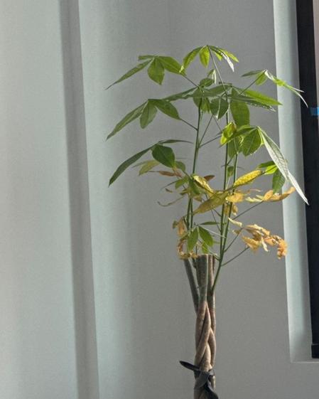 indoor plants picture