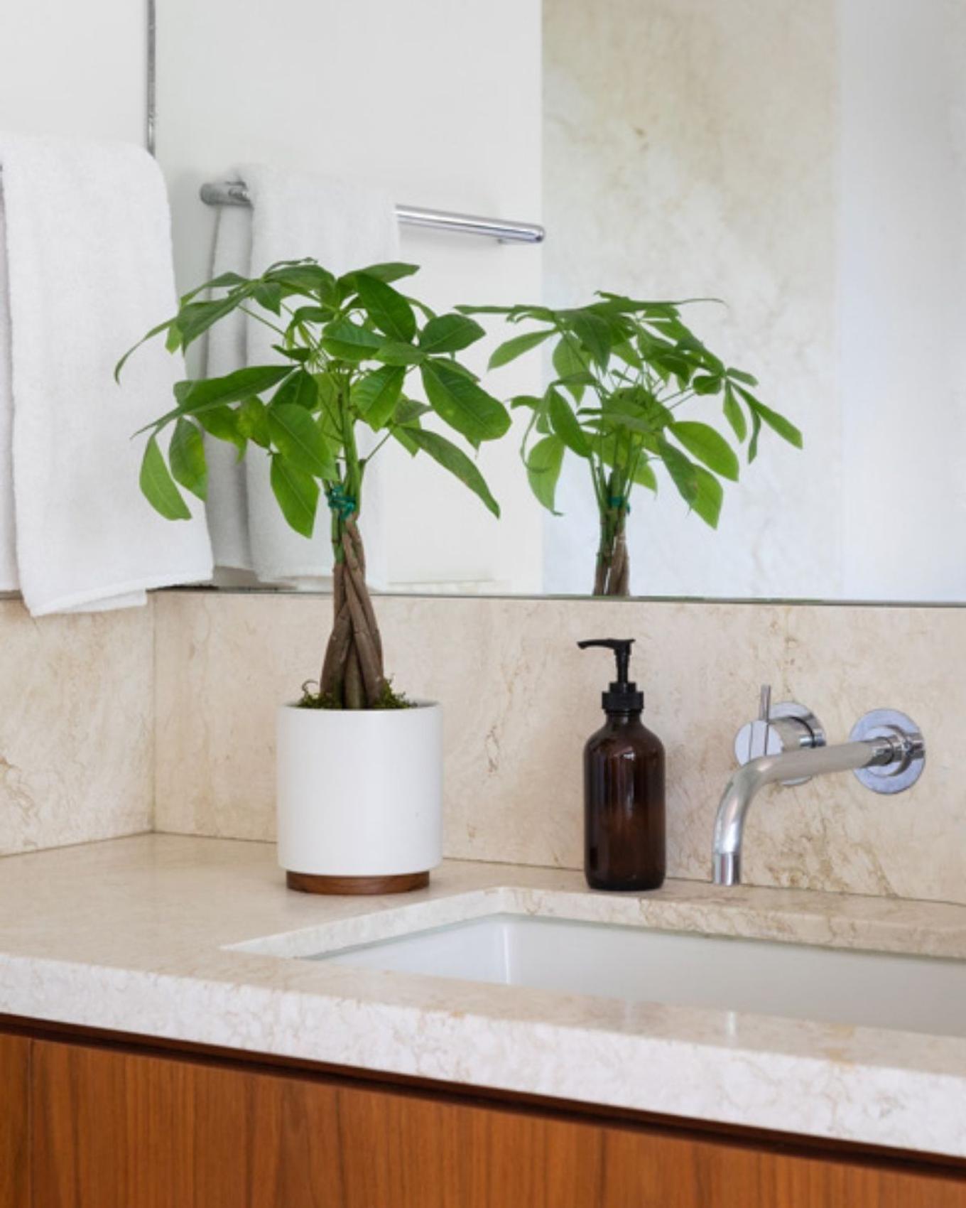 Marble bathroom countertop with Money Tree
