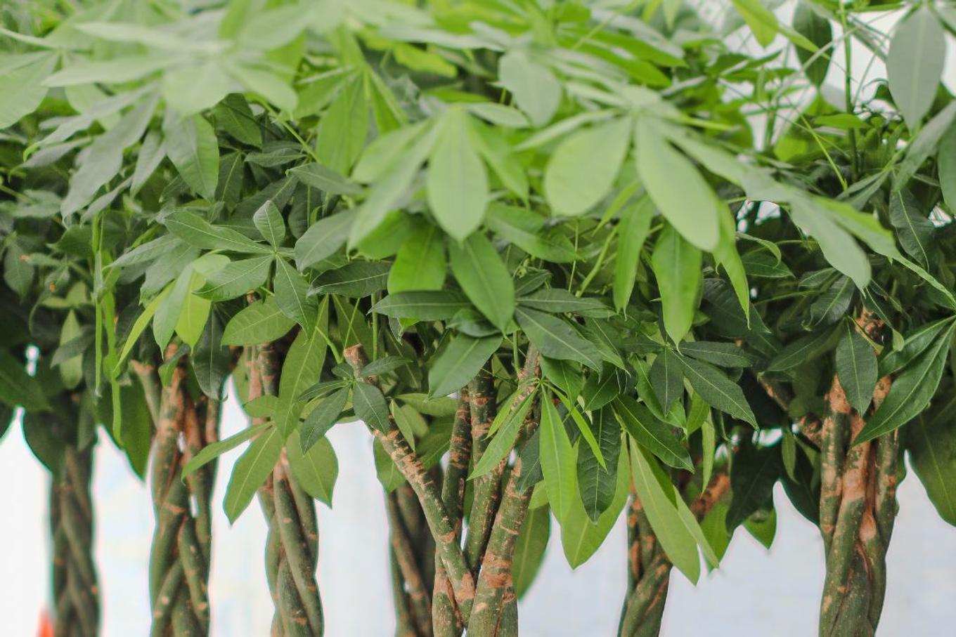 Money Tree plants in a greenhouse