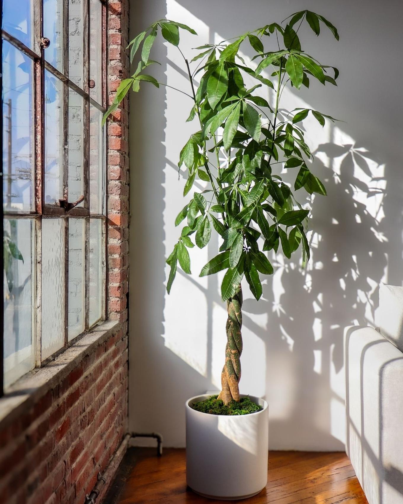 tall officeplants