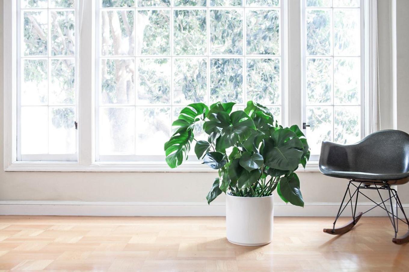 A bright, minimalist living room with a Monstera Deliciosa in a white pot