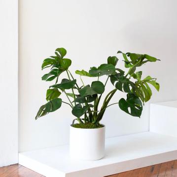 Monstera Deliciosa: Pflegeanleitung für das Fensterblatt