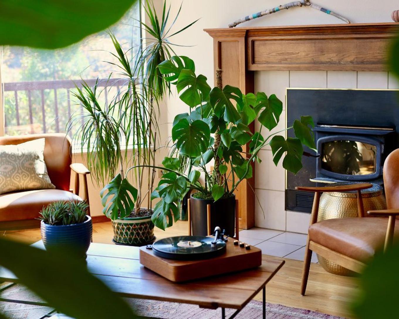 Monstera Deliciosa in mid-century living room