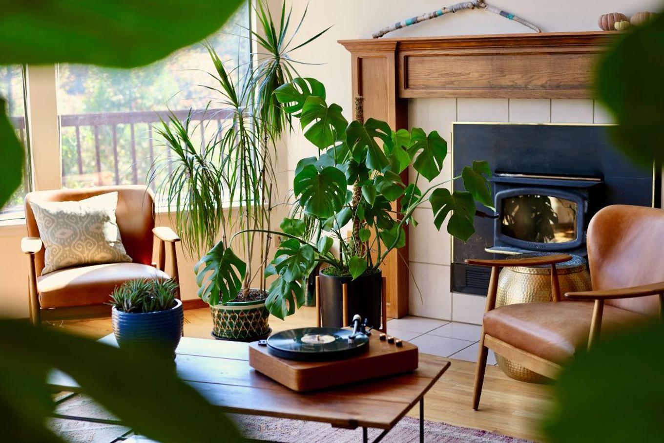 Monstera Deliciosa in mid-century living room