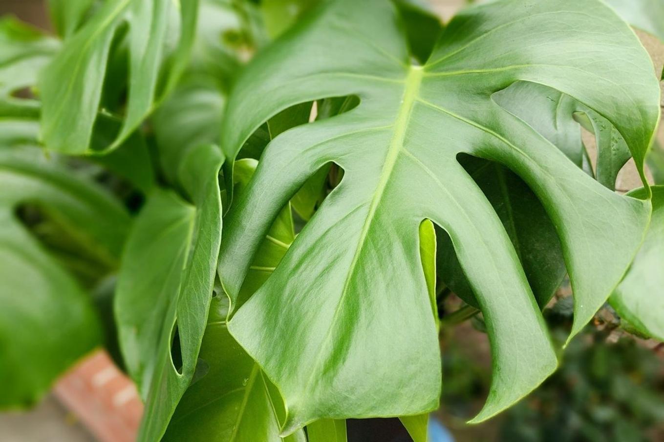 Leaf detail of new growth on Monstera Deliciosa