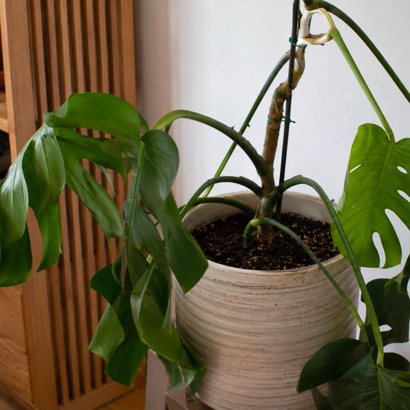 Foto Monstera fallende Blätter