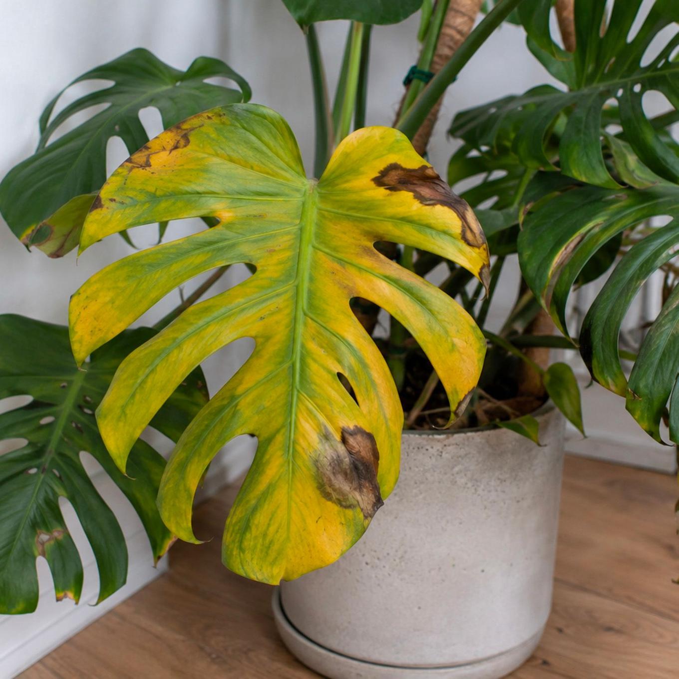 Foto Monstera gelbe Blätter