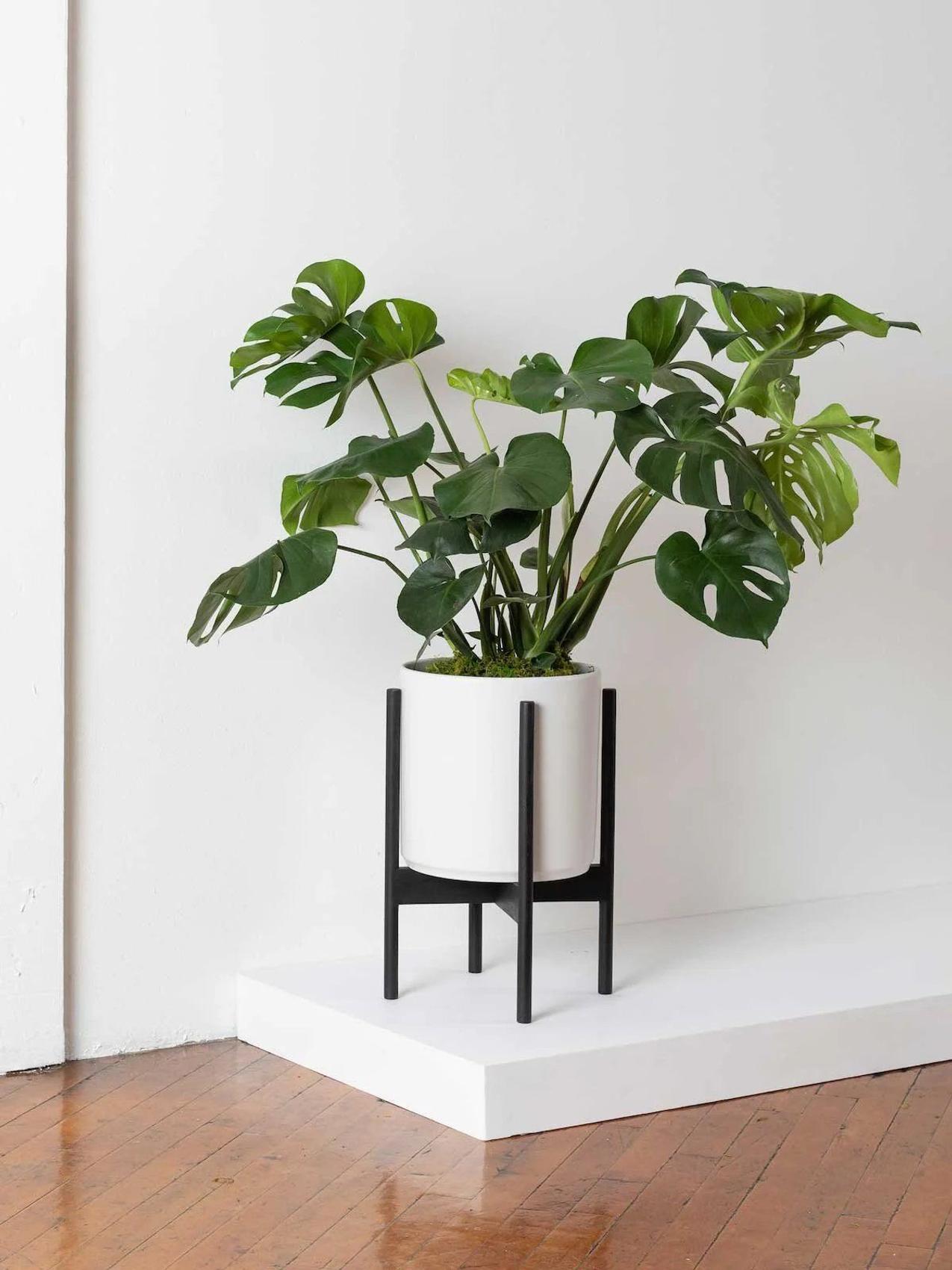 Healthy Monstera Deliciosa with vibrant green leaves