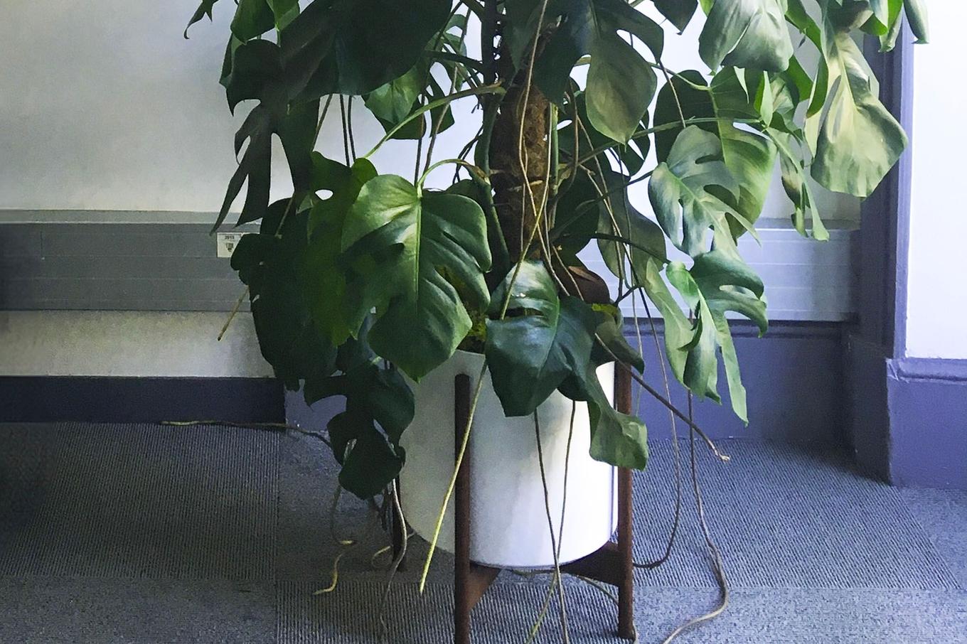 aerial roots monstera deliciosa