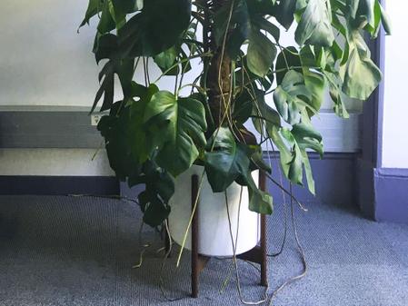 5 choses à savoir sur les racines aériennes de la Monstera Deliciosa