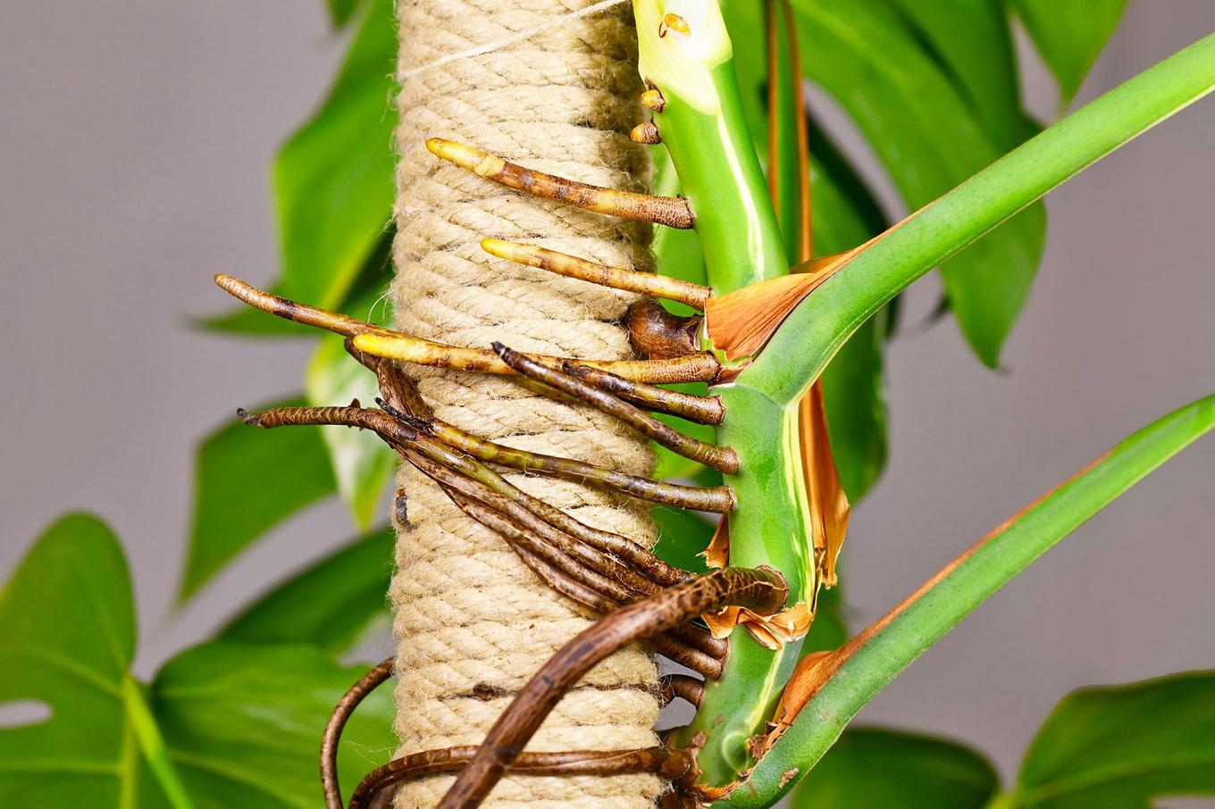Monstera stake