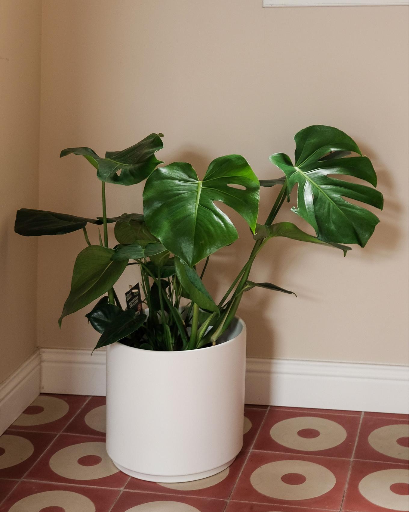 A Monstera Deliciosa decorating a beautifully tiled bathroom floor