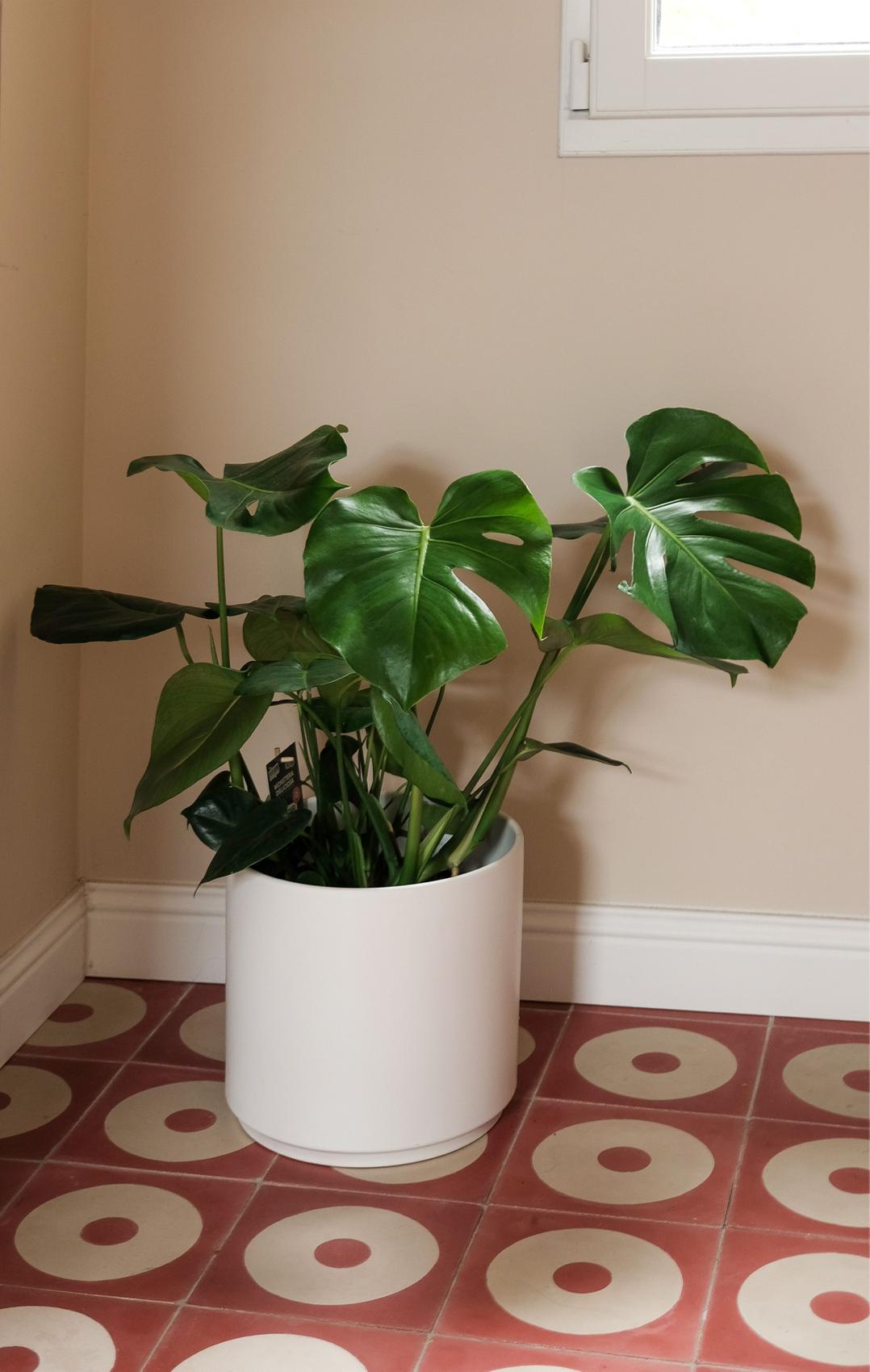 Monstera Deliciosa