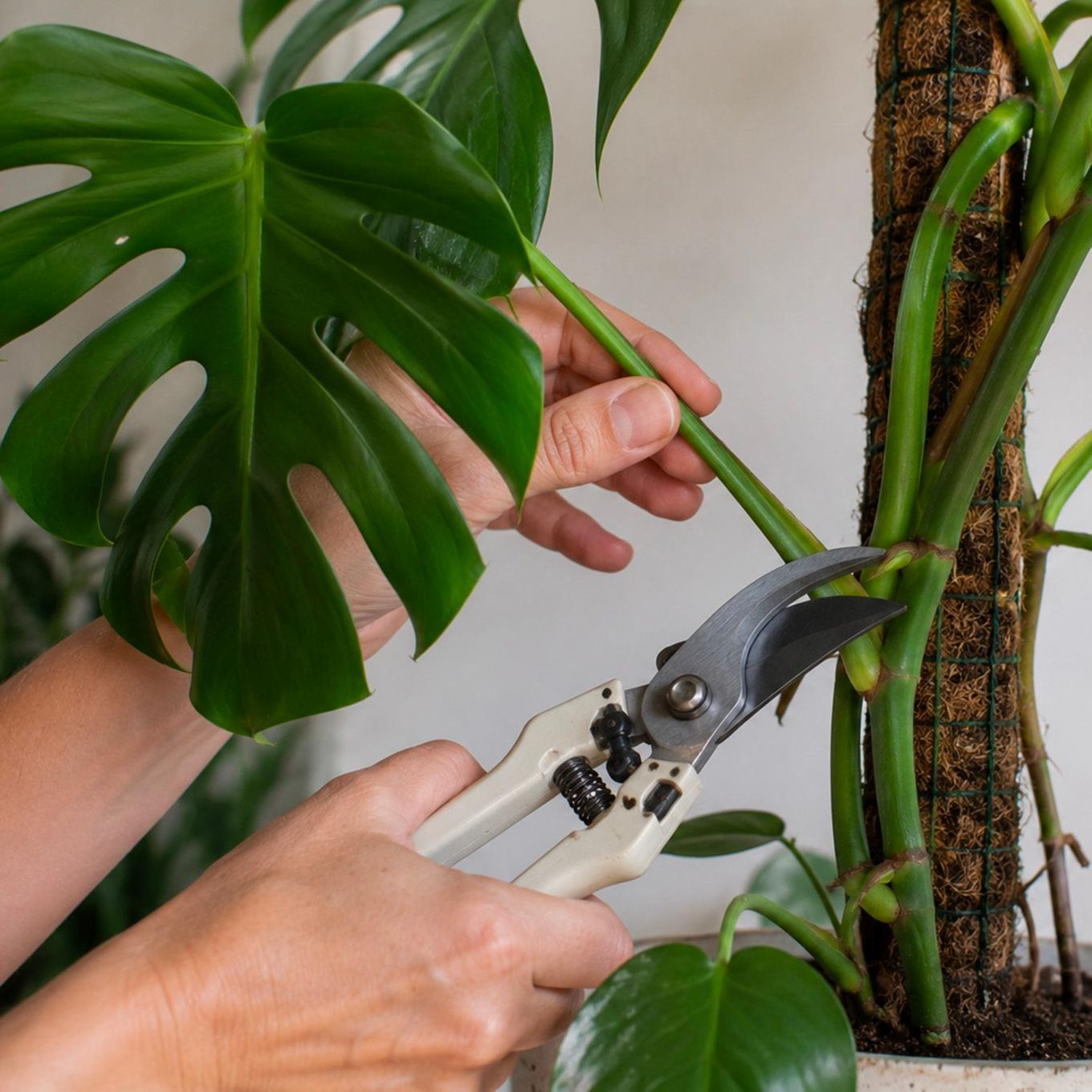 Foto Größe einer Monstera