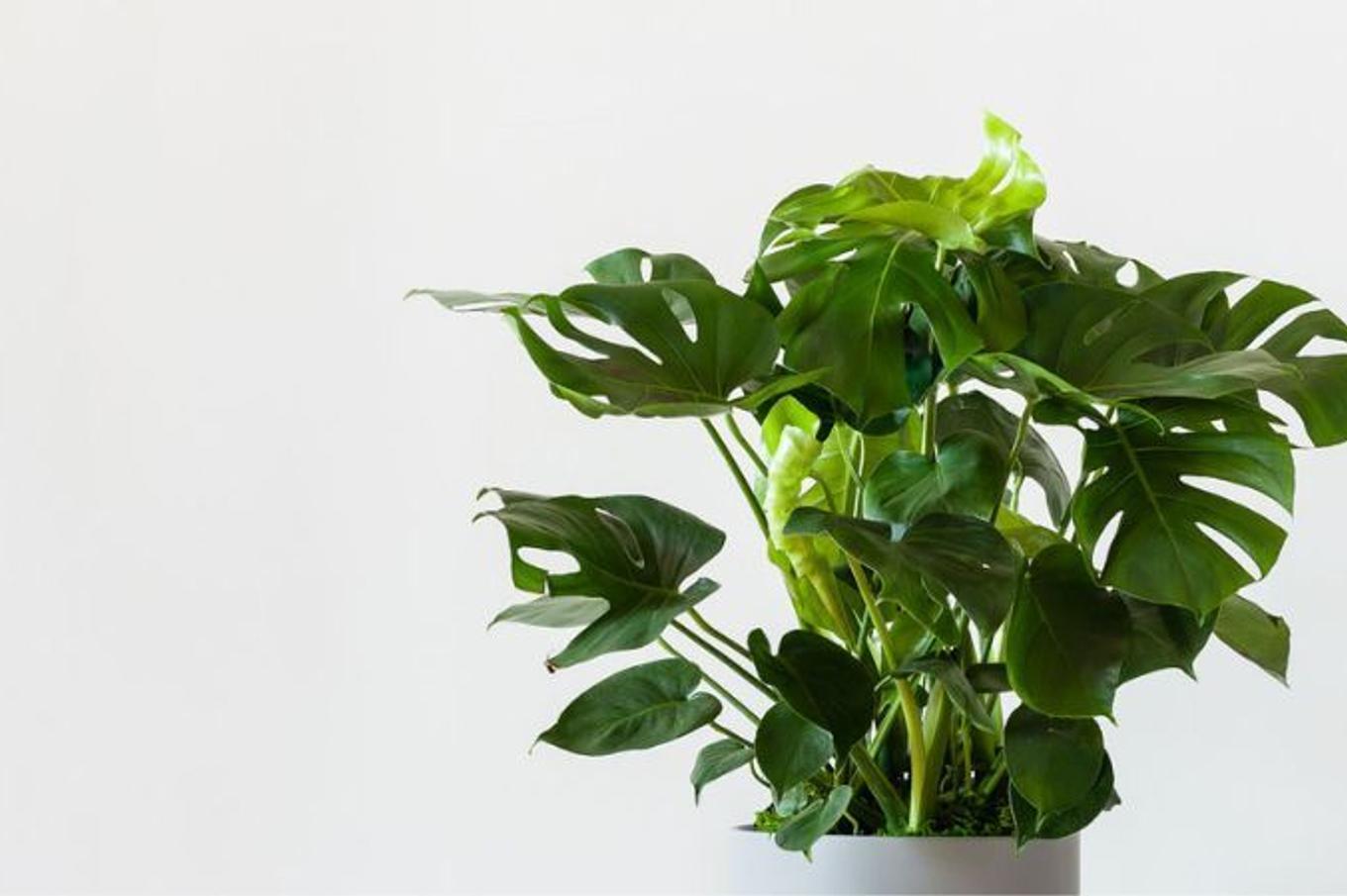 Beautifully full and thriving Monstera