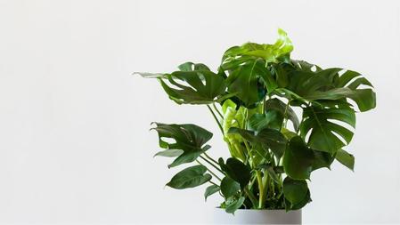 The 10 Commandments of Monstera Care