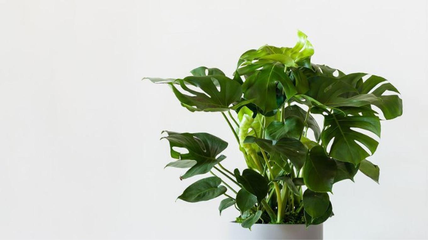 Beautifully full and thriving Monstera