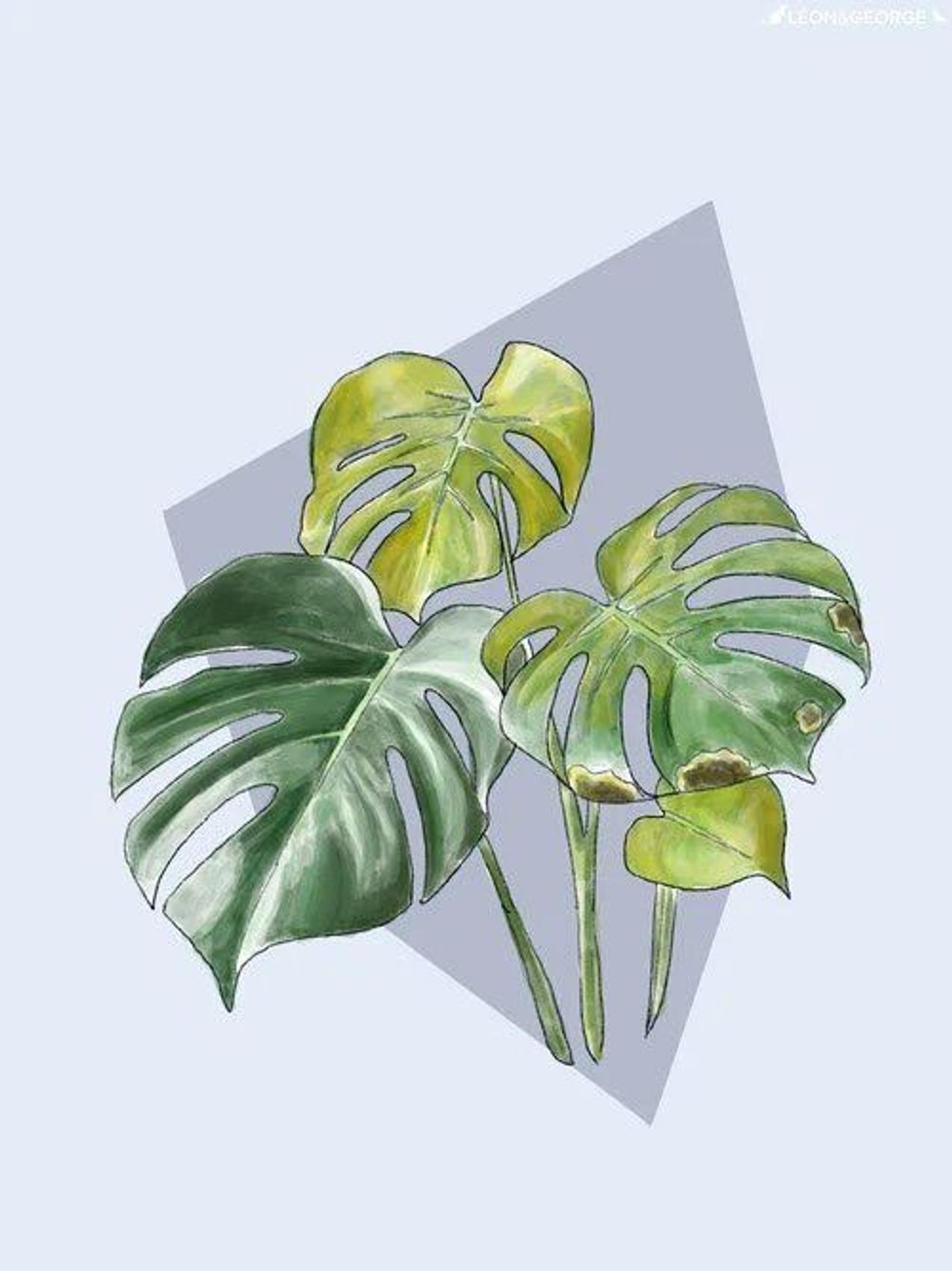 Monstera Deliciosa with yellowing leaves