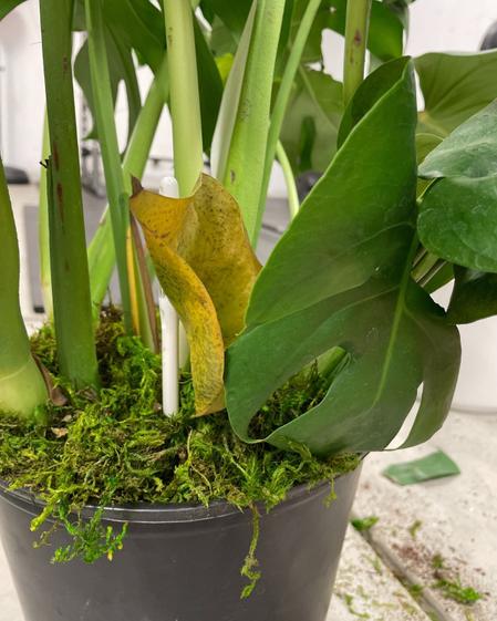 indoor plants picture