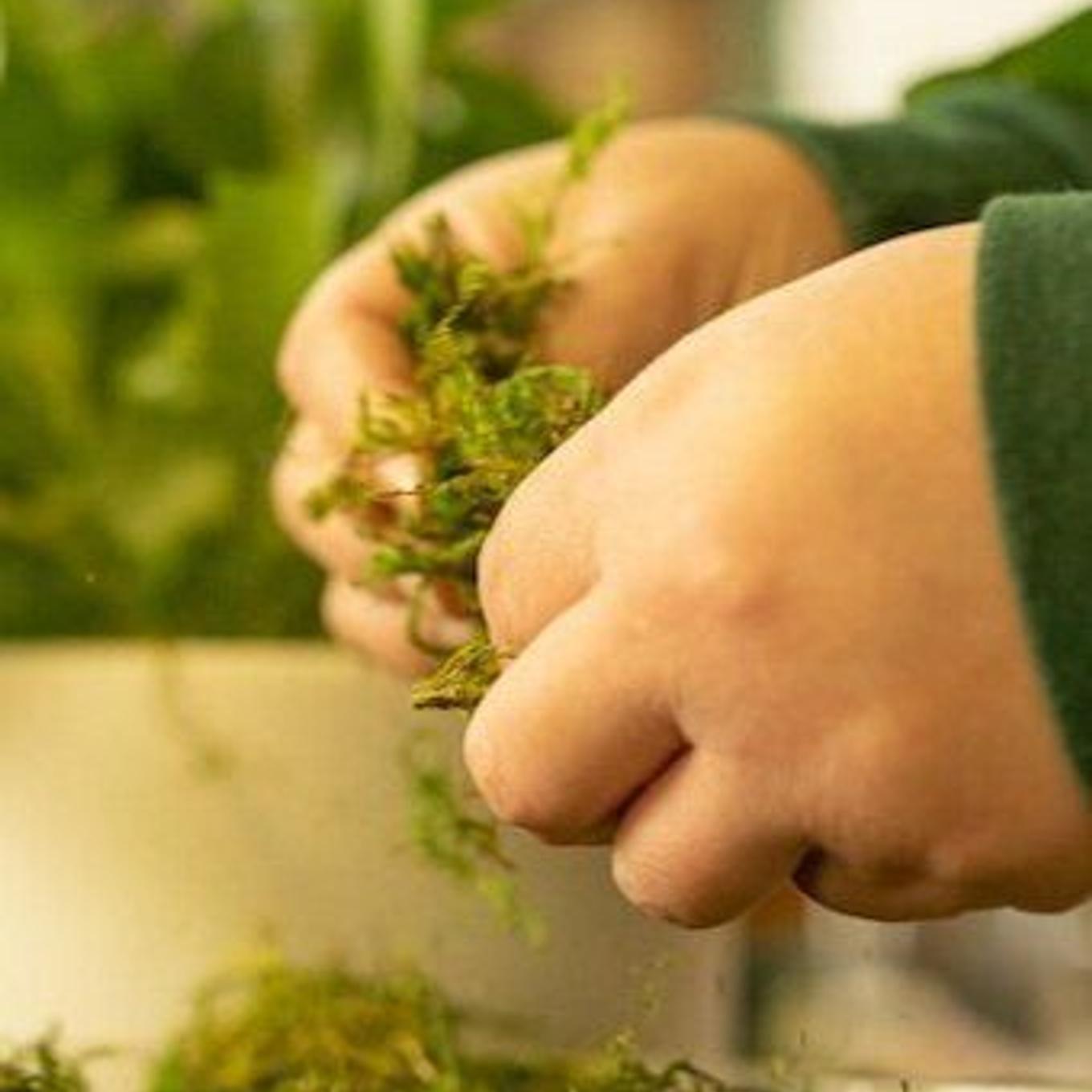 Comment installer la mousse décorative stabilisée pour plantes