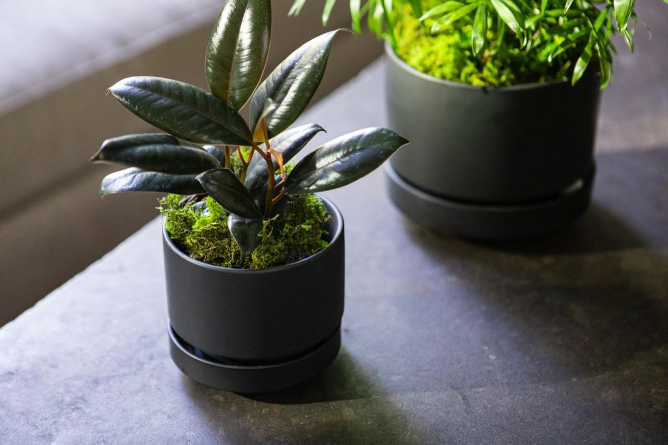 Moss covering for plants