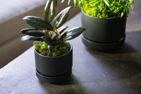 Moss For Plants: What It Is & How To Maintain It
