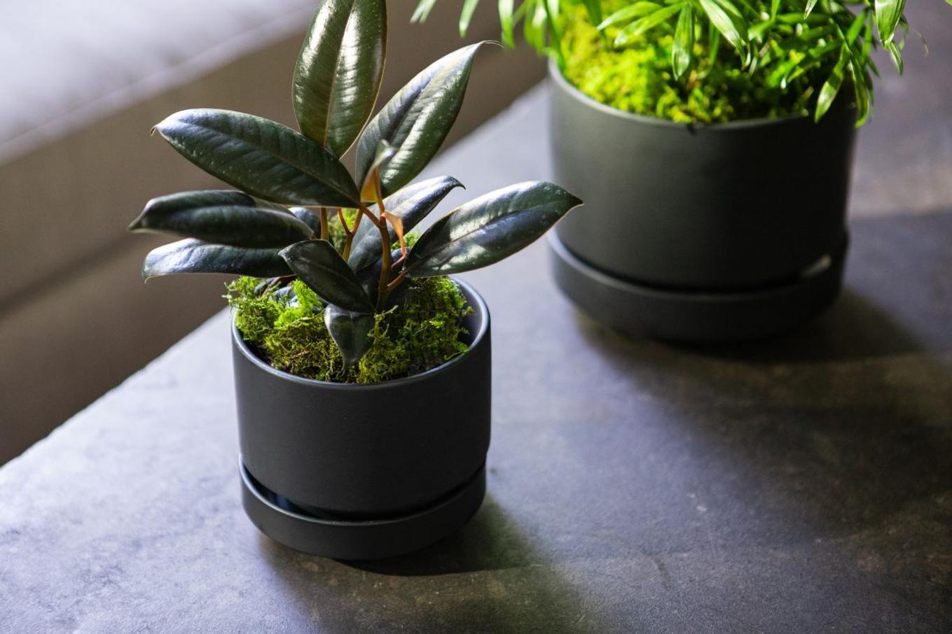 Moss covering for plants