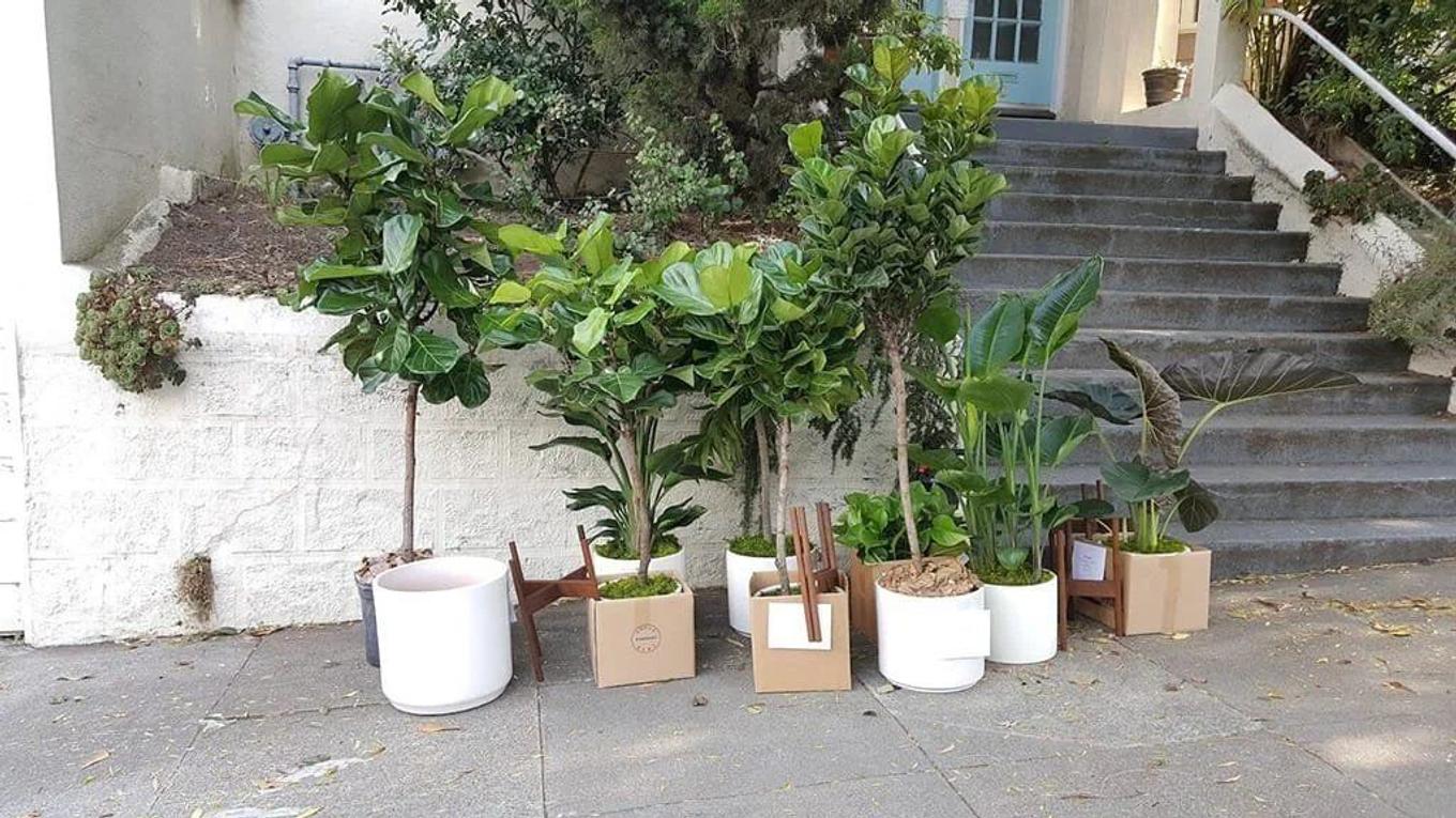Moving with houseplants - tips for safely transporting plants during a move