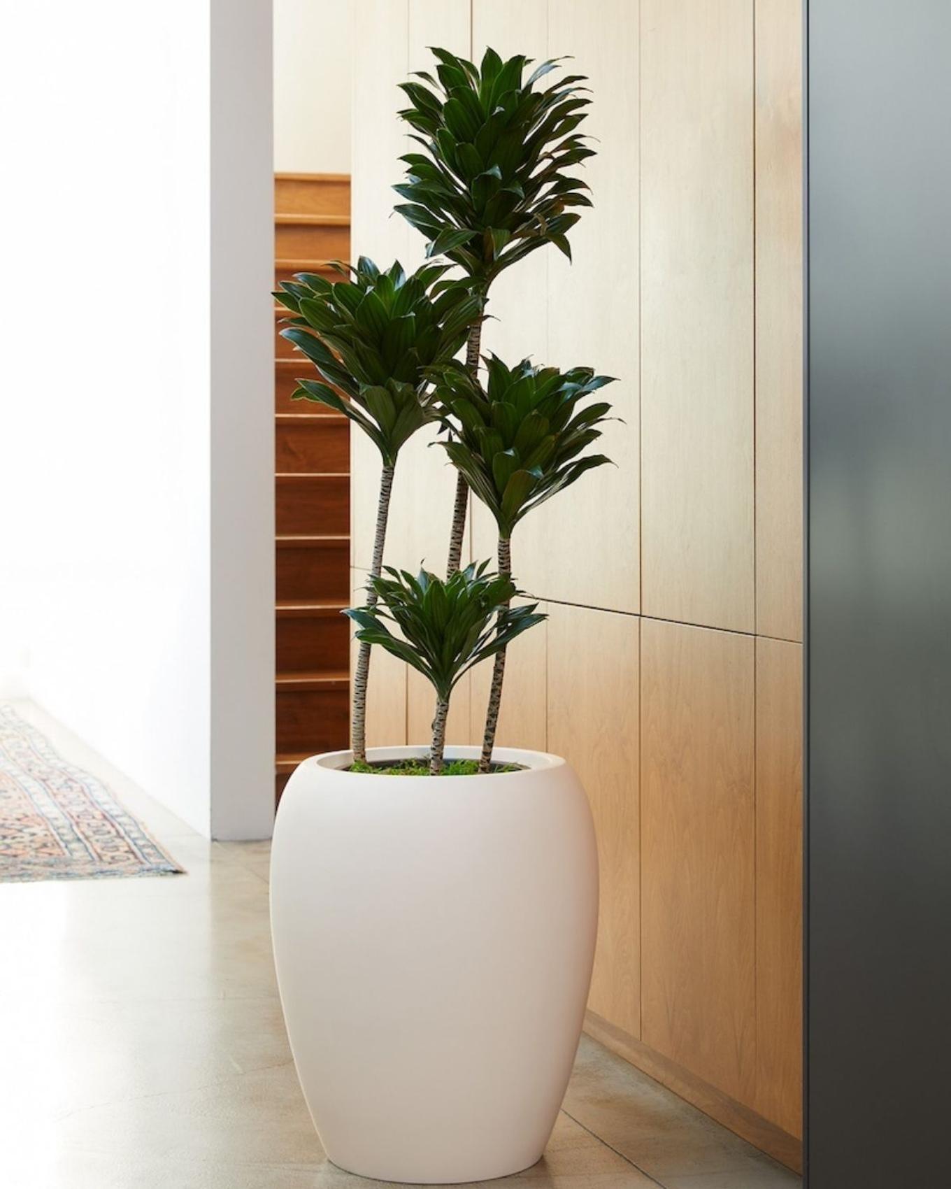 tall office plants