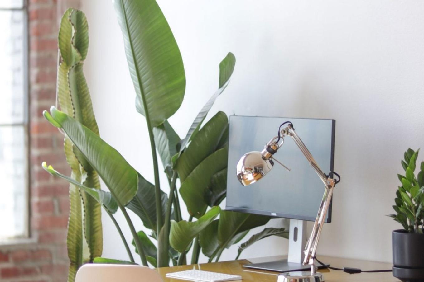 A bright desk space flanked with various potted plants