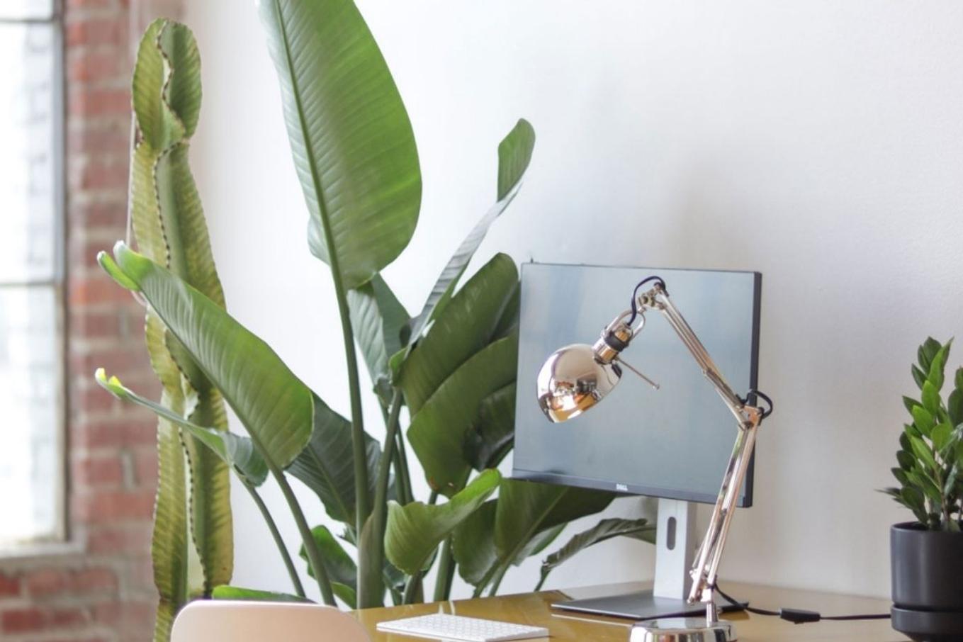ideal office plants