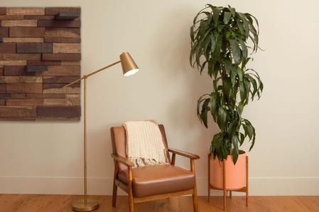 Top 6 Low-Light Plants For Offices With No Sun