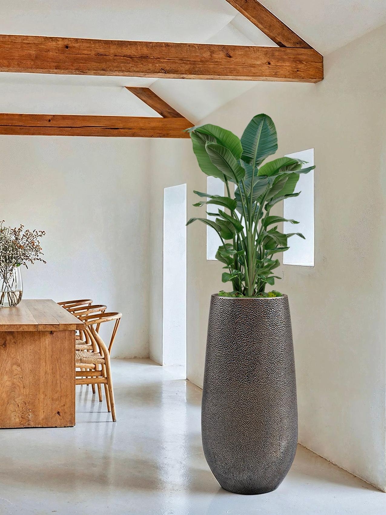 Meilleure plante d'intérieur pour le Lion - Oiseau de paradis (Strelitzia Nicolai) dans un salon ensoleillé