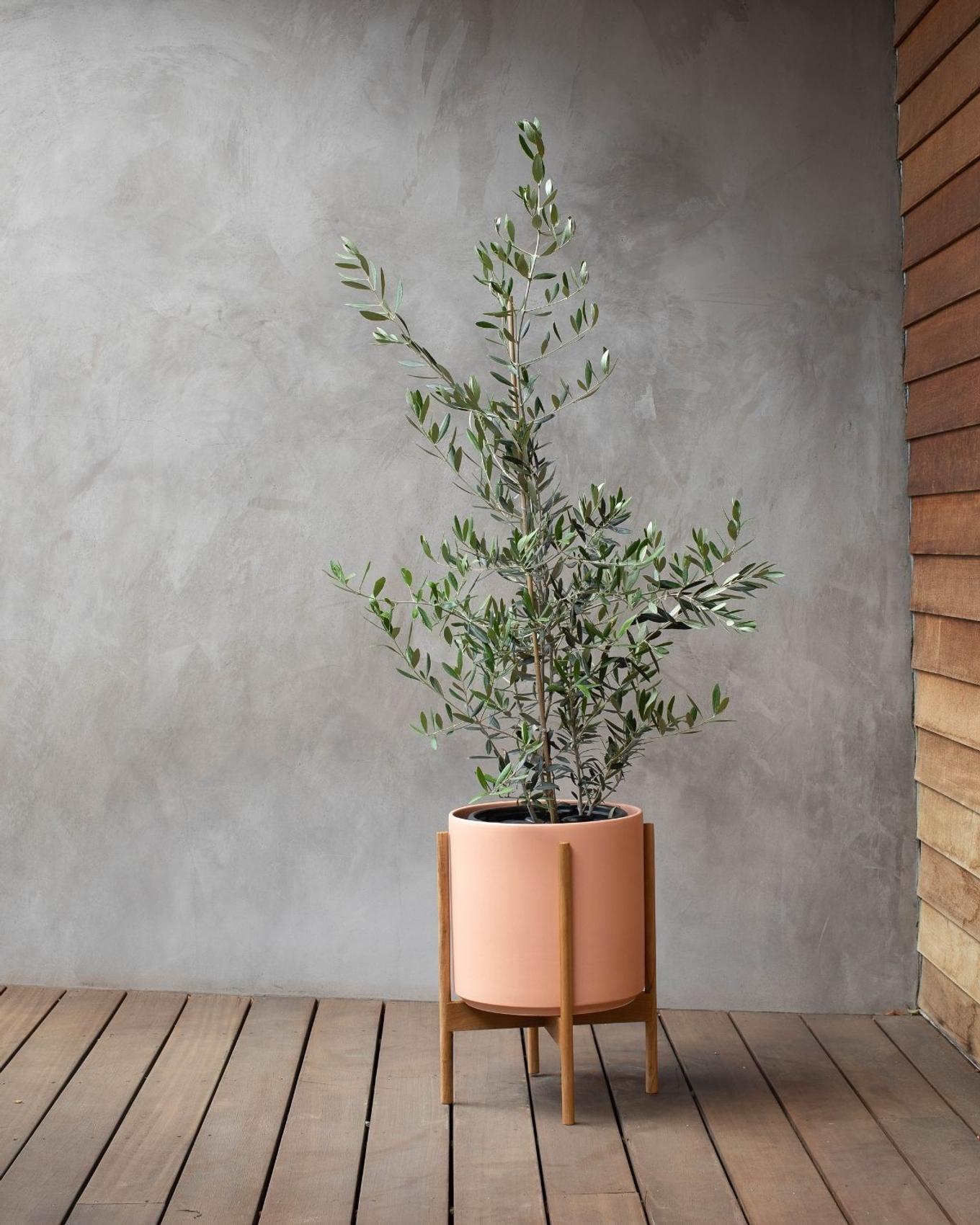 A perfect Olive Tree in a terracotta pot
