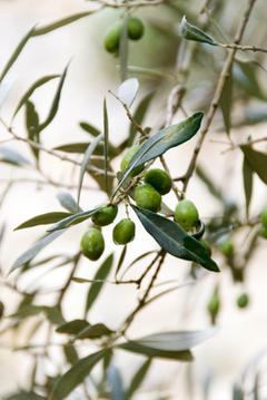 Why Your Olive Tree Isn't Fruiting: 4 Potential Causes