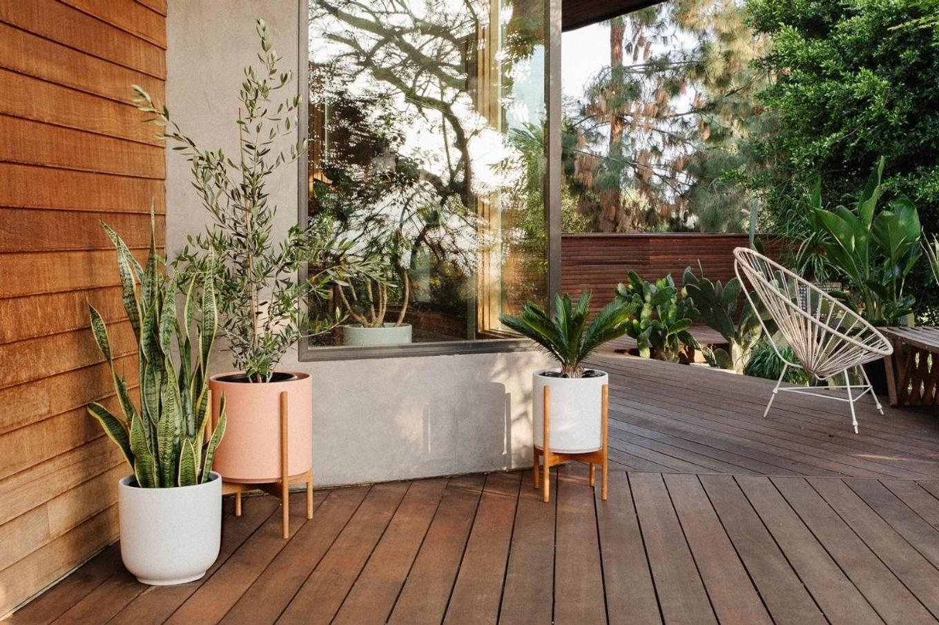 A beautifully decorated deck with various plants inlcuding the Olive Bush