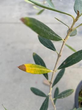 Olive Trees & Yellow Leaves