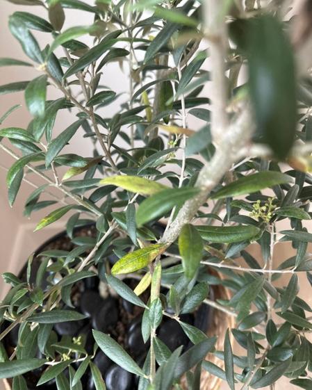 Leaves turning yellow most likely overwatering.