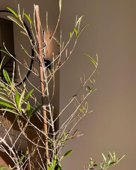 Olive Trees may lose leaves due to not receiving enough light, or a watering issue.