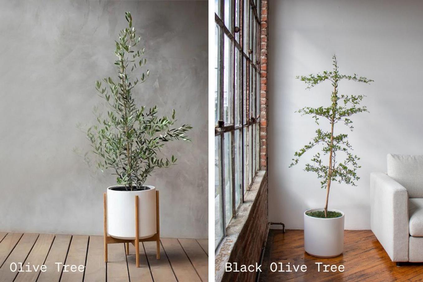 A regular Olive Tree versus a Black Olive Tree