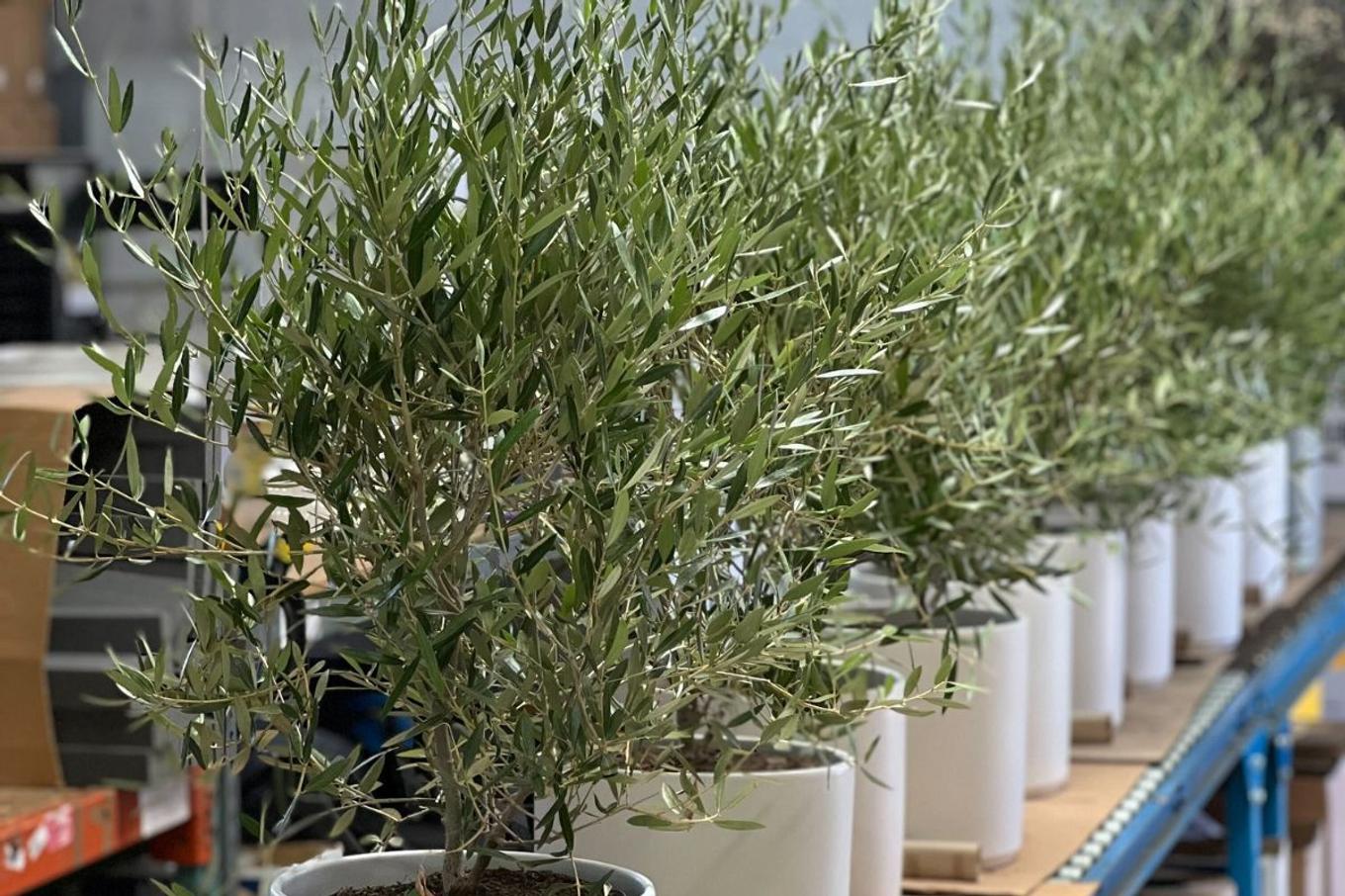 A selection of premium Olive Bushes ready for delivery