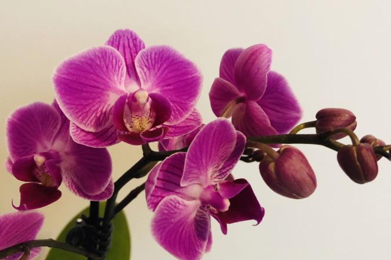A beautiful pink orchid with blooming flowers