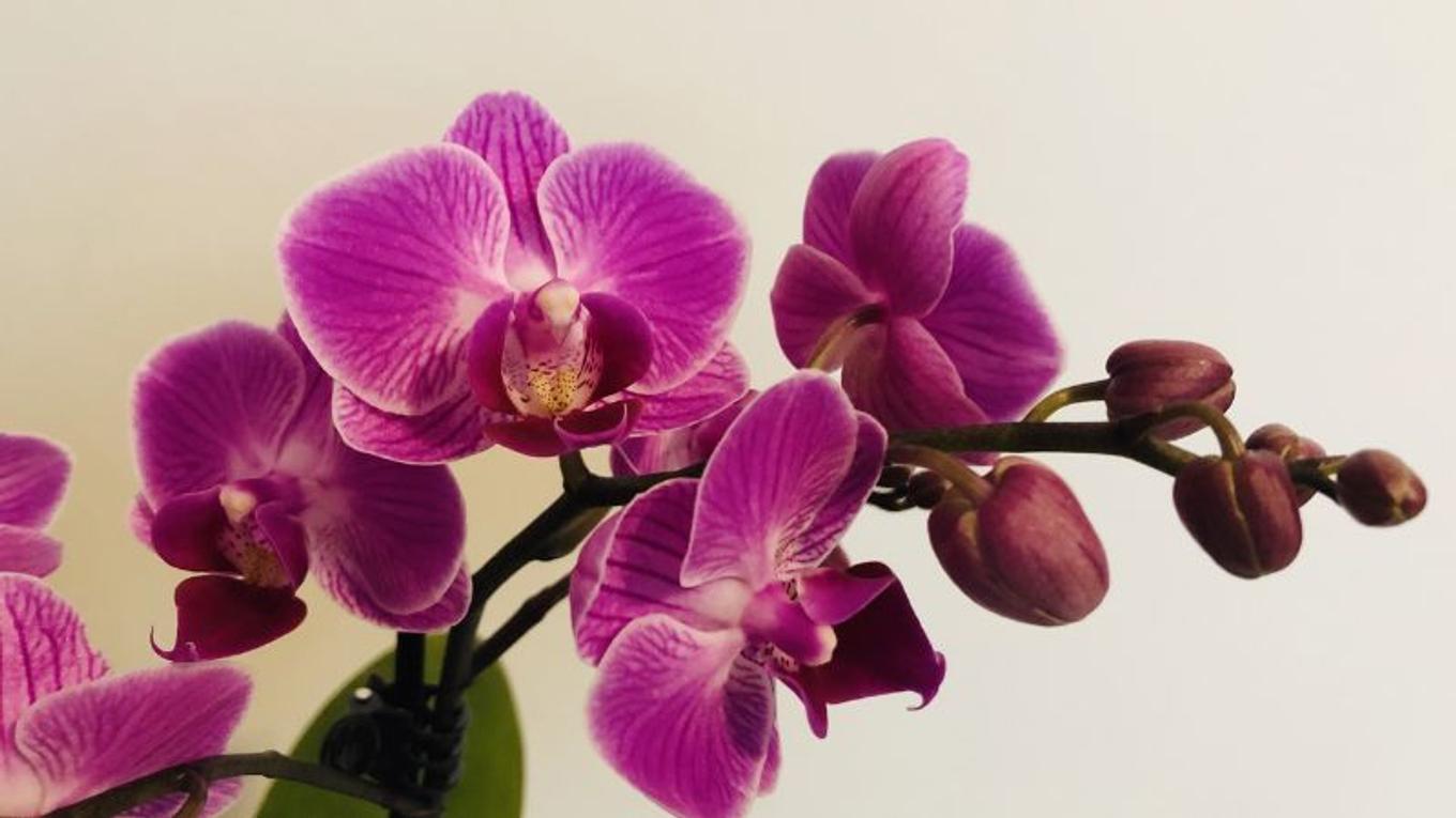 A beautiful pink orchid with blooming flowers