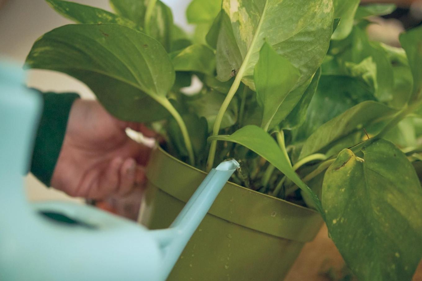 Someone watering a pothos plant