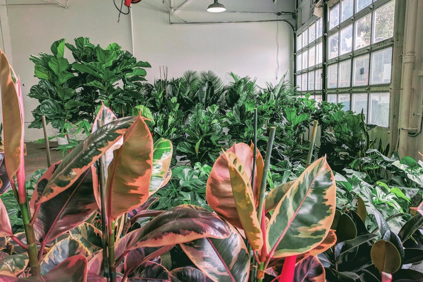 Léon & George Greenhouse