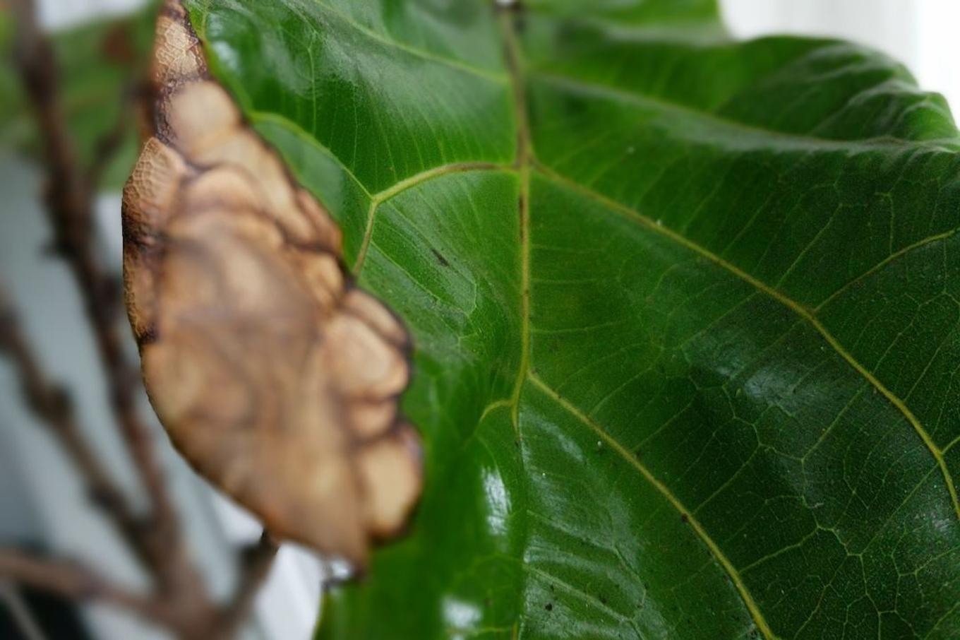 Brown edges on a Fiddle Leaf Fig indicate watering issues