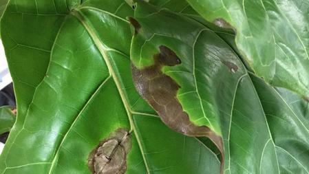 Diagnosing & Treating Root Rot in Fiddle Leaf Figs