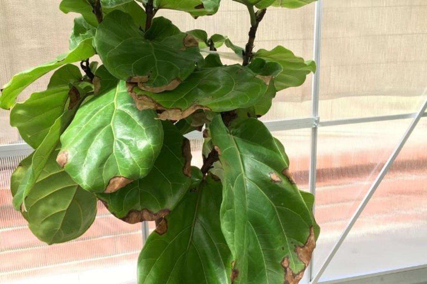A Fiddle Leaf Fig showing signs of water damage